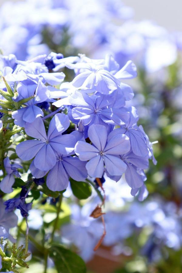 Heaven Oasis Near Sorrento & Capri - Masseria Torca - Isca Holiday home