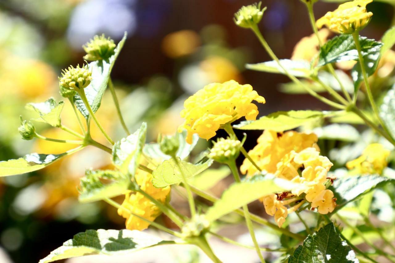 Heaven Oasis Near Sorrento & Capri - Masseria Torca - Isca Holiday home
